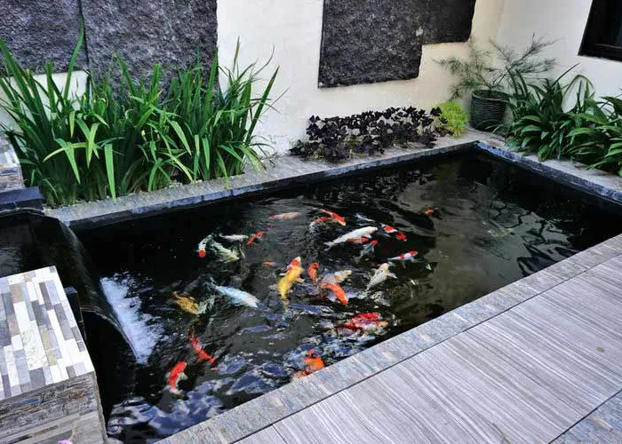 Kenapa Perlu Memiliki Kolam Ikan di Rumah? Ketahui 9 Alasannya