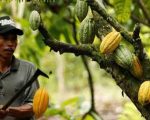 Luas Lahan Terus Berkurang, Petani di Sumbar Mulai Tinggalkan Kakao