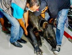 Rintihan Pilu Tapir Saat Harus Kehilangan Telapak Kaki Akibat Jerat Babi