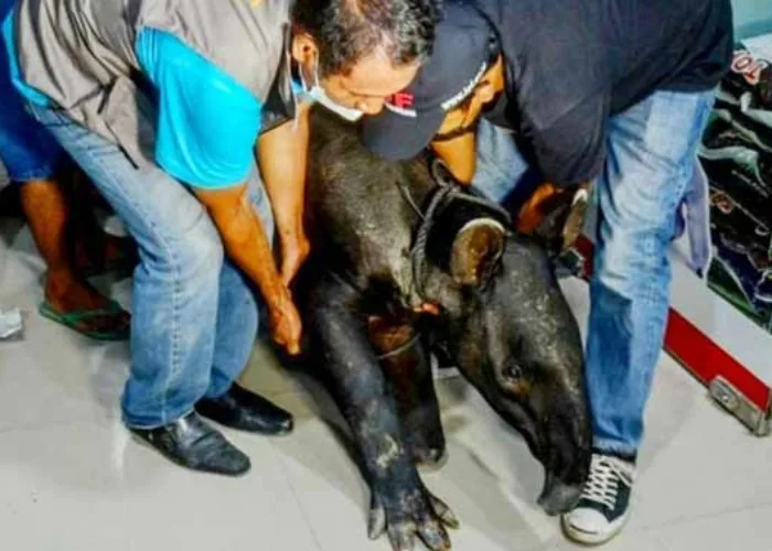 Rintihan Pilu Tapir Saat Harus Kehilangan Telapak Kaki Akibat Jerat Babi