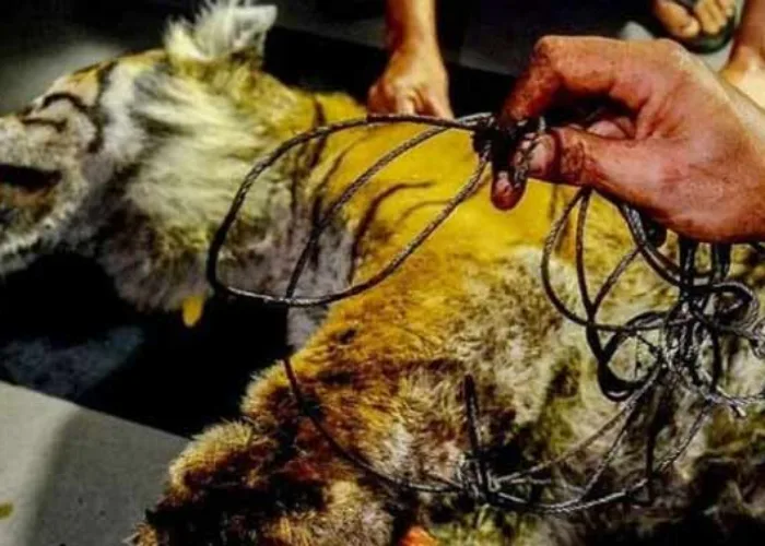 Harimau Sumatra Betina Ditemukan Mati Terjerat di Ladang Masyarakat Bengkalis