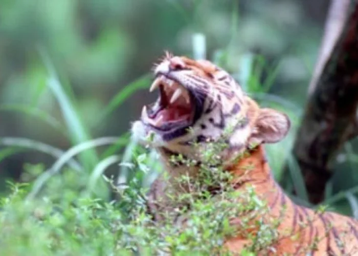 Auman Harimau Bikin Warga Solok Selatan Takut, Sebelumnya Anak Sapi Ditemukan Mati Diterkam