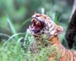 Auman Harimau Bikin Warga Solok Selatan Takut, Sebelumnya Anak Sapi Ditemukan Mati Diterkam