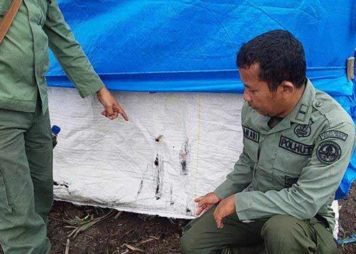 Sedang Tidur dengan Ibunya, Harimau Seret dan Terkam Anak Perempuan di Kawasan HTI Inhil
