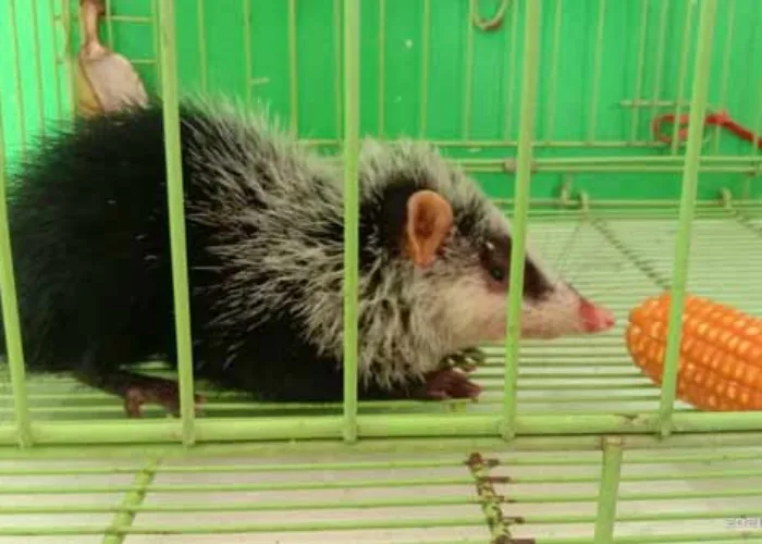 Warga Sumbar Temukan Tikus Langka, Kenali Bentuk Fisik dan Cirinya!