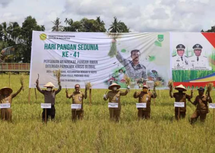 Sempena Hari Pangan Sedunia, Wabup Indra Gunawan Panen Raya di Rokan IV Koto