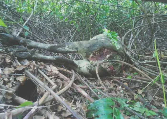 Harimau Masuk Kebun, Mangsa Seekor Sapi, Warga Inhu Dirundung Ketakutan