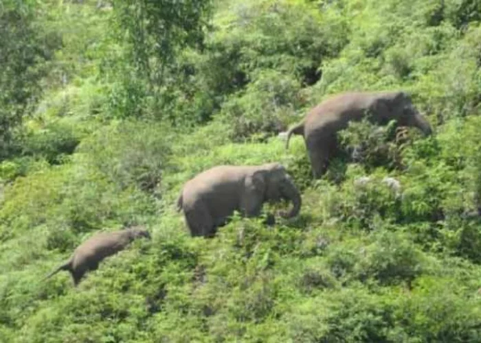 Warga Siak Ditemukan Tewas di Kebun, Diduga Terinjak Kawanan Gajah