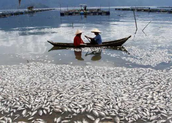 1.764 Ton Ikan Keramba Danau Maninjau Sumbar Mati, Petani Merugi Rp35,28 Miliar