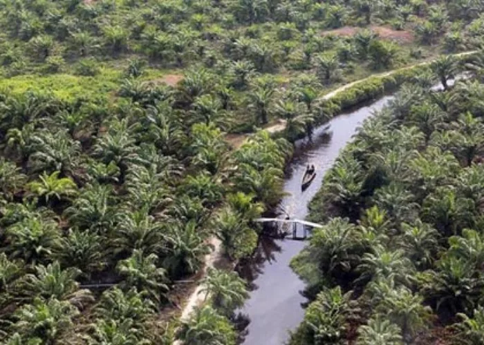 Kebun Sawit Luas Membentang, Harga Minyak Goreng Malah Mahal, Sungguh Ironis!