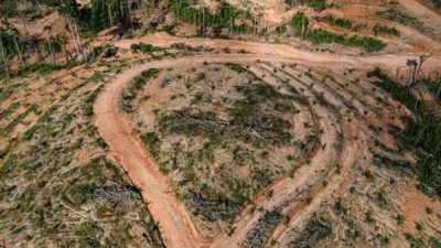 Hutan Dibabat Demi Sawit, Tapi Minyak Goreng Justru Langka