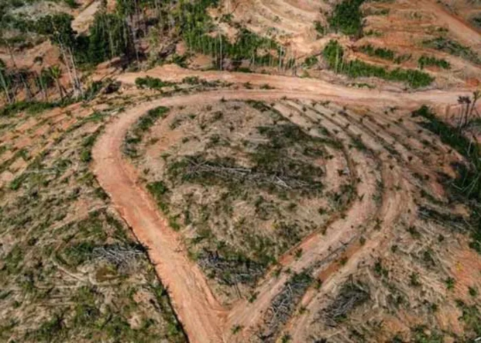Hutan Dibabat Demi Sawit, Tapi Minyak Goreng Justru Langka
