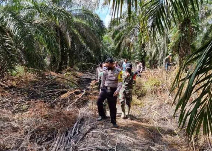 Warga Bengkalis Dicekam Ketakukan, Harimau Muncul Dekat Pemukiman