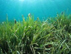 Dahsyatnya Kekayaan Laut Indonesia, Nyaris Rp 20.000 Triliun