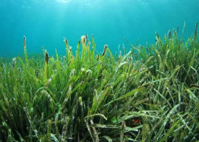Dahsyatnya Kekayaan Laut Indonesia, Nyaris Rp 20.000 Triliun
