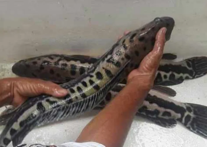 Ikan Toman, Dikenal Buas Tapi Kaya Kandungan Gizi
