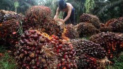 Harga TBS Sawit Riau Bertahan di Atas Rp3.000 Meski Ada Dugaan Permainan Harga