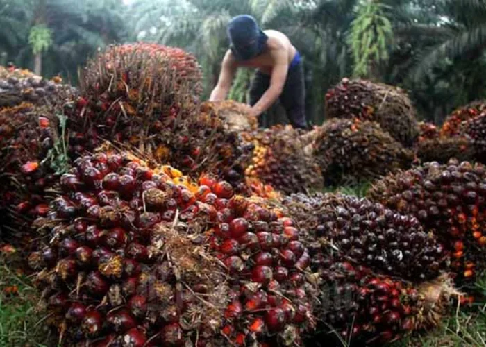Harga TBS Sawit Riau Pekan Ini Menguat, Kelompok Umur 9 Tahun Tertinggi Rp3.785/Kg