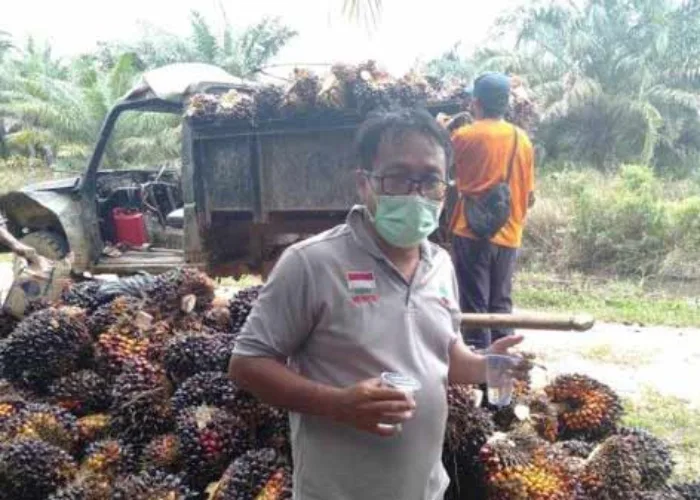 6 Bulan Sudah Petani di Inhu Tak Memupuk Sawit, Ternyata Ini Penyebabnya!