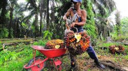Harga TBS Sawit Riau Anjlok 11,79 Persen, Petani Kehilangan Rp437 per Kilogram