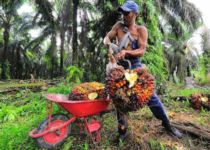 Harga TBS Sawit Riau Anjlok 11,79 Persen, Petani Kehilangan Rp437 per Kilogram