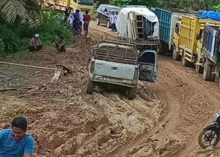 Kala Kubangan Kerbau Penuhi Jalinsel di Inhu Riau, Banyak Warga Jadi Korban