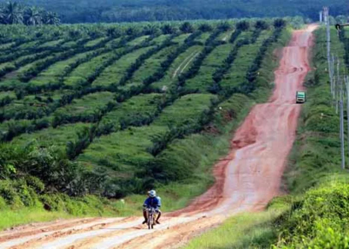 KLHK Deteksi 3,4 Juta Hektare Sawit di Area Konservasi Tinggi