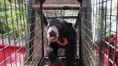 Berkeliaran di Pemukiman, Warga Inhu Riau Tangkap Beruang Madu Jantan