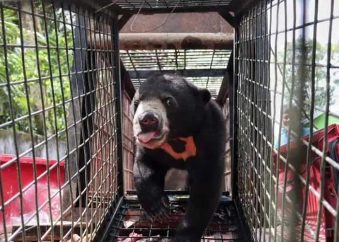 Berkeliaran di Pemukiman, Warga Inhu Riau Tangkap Beruang Madu Jantan