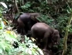 Gajah Sumatera Kembali ke Sumbar Setelah 43 Tahun
