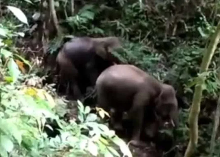 Gajah Sumatera Kembali ke Sumbar Setelah 43 Tahun