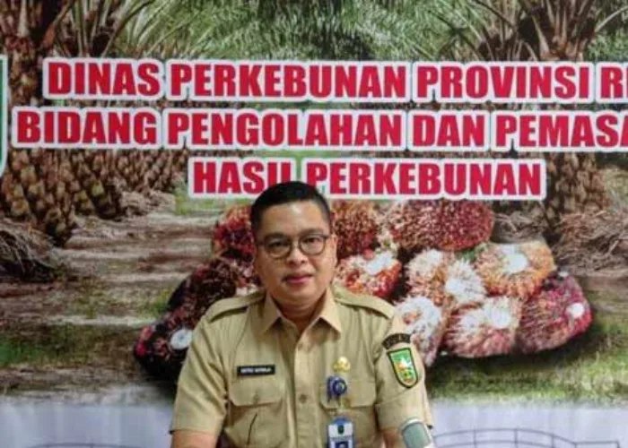 Kabar Gembira!! Harga TBS Sawit Riau Minggu Ini Naik