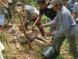Mati Terjerat, Nasib Tragis Harimau Sumatera di Pasaman