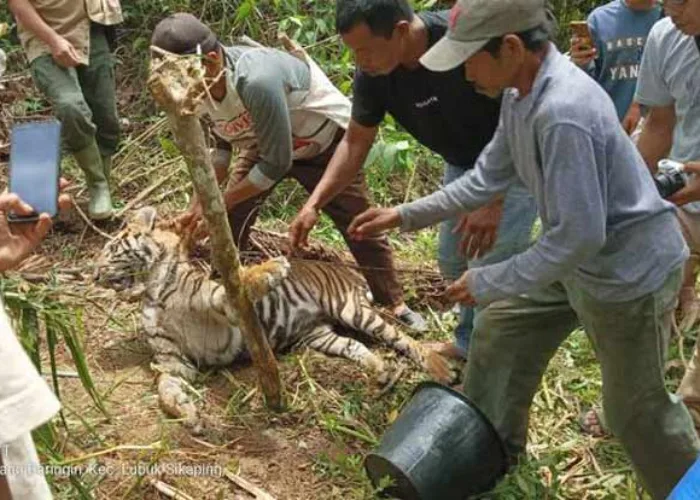Mati Terjerat, Nasib Tragis Harimau Sumatera di Pasaman