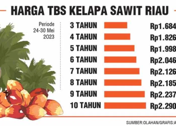 Harga Sawit di Riau Turun ke Posisi Rp2.290/Kg