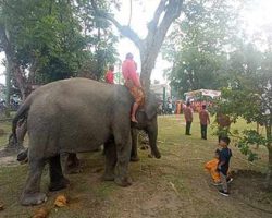 Ketika Gajah Jadi Penggerek Bendera HUT RI ke 78 di Pekanbaru Riau
