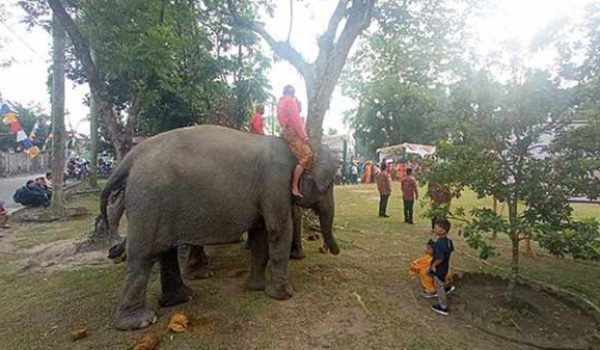 Ketika Gajah Jadi Penggerek Bendera HUT RI ke 78 di Pekanbaru Riau
