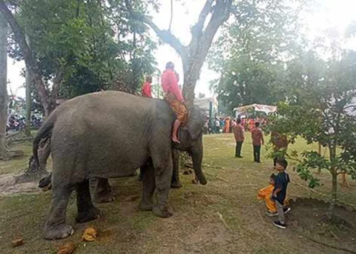 Ketika Gajah Jadi Penggerek Bendera HUT RI ke 78 di Pekanbaru Riau