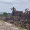 Mencegah Karhutla Dengan Pertanian Berkelanjutan