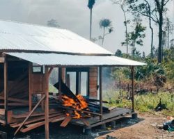 Pembalakan Liar di TNTN Riau Kian Meresahkan, Hutan Gundul Ditanami Sawit
