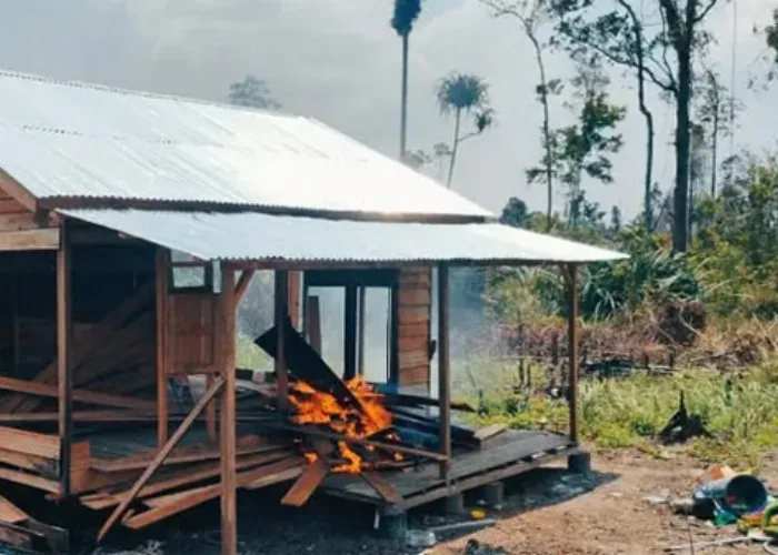 Pembalakan Liar di TNTN Riau Kian Meresahkan, Hutan Gundul Ditanami Sawit