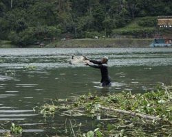 Ikan Danau Maninjau Berkurang, Rinuk Terancam Punah