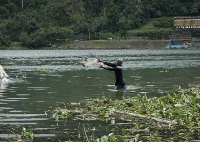 Ikan Danau Maninjau Berkurang, Rinuk Terancam Punah
