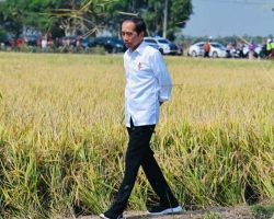 Indonesia Negara Agraris yang Kini Mengimpor Beras