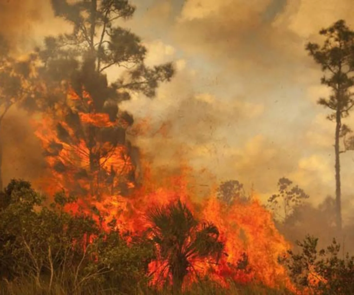 Hotspot Riau Kembali Melonjak Jadi 86 Titik, Bengkalis Masih Terbanyak