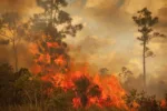 Hotspot Riau Kembali Melonjak Jadi 86 Titik, Bengkalis Masih Terbanyak