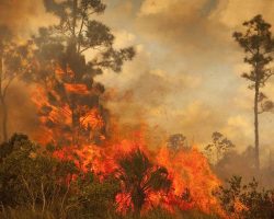 Walhi: Mayoritas Titik Api Karhutla dari 194 Perusahaan