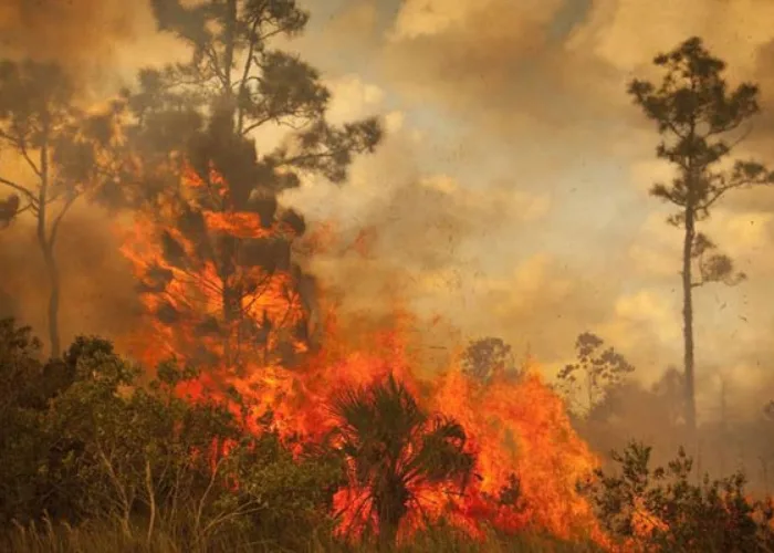 Kasus Karhutla Riau Awal 2026 Melonjak, Lahan Terbakar 8.555 Hektare, Bengkalis-Pelalawan Terparah