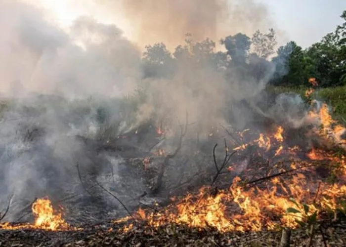 Menteri LHK Segel 48 Perusahaan Perkebunan Terlibat Karhutla