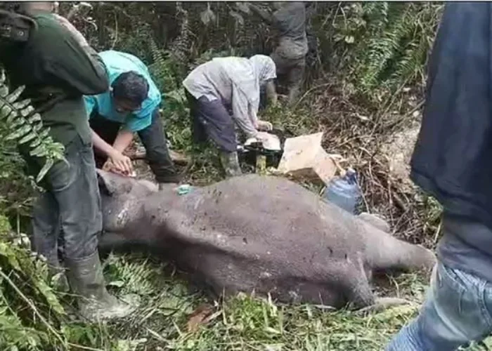 Anak Gajah Mati di Hutan Pelalawan Riau, Kaki Kanan Depan Nyaris Putus